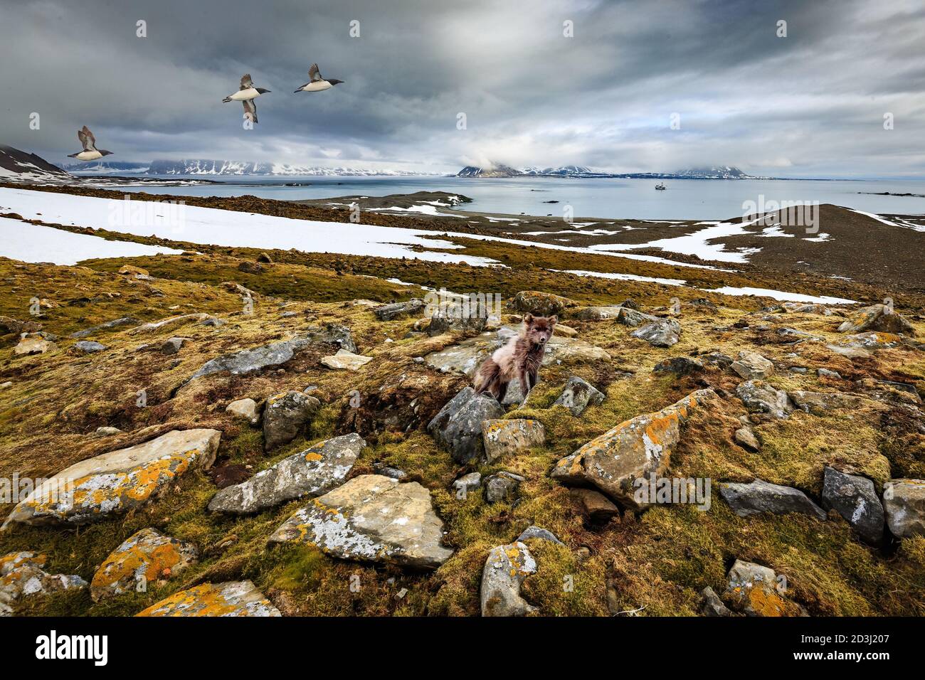 Lebensraum des arktischen Fuchses Stockfoto