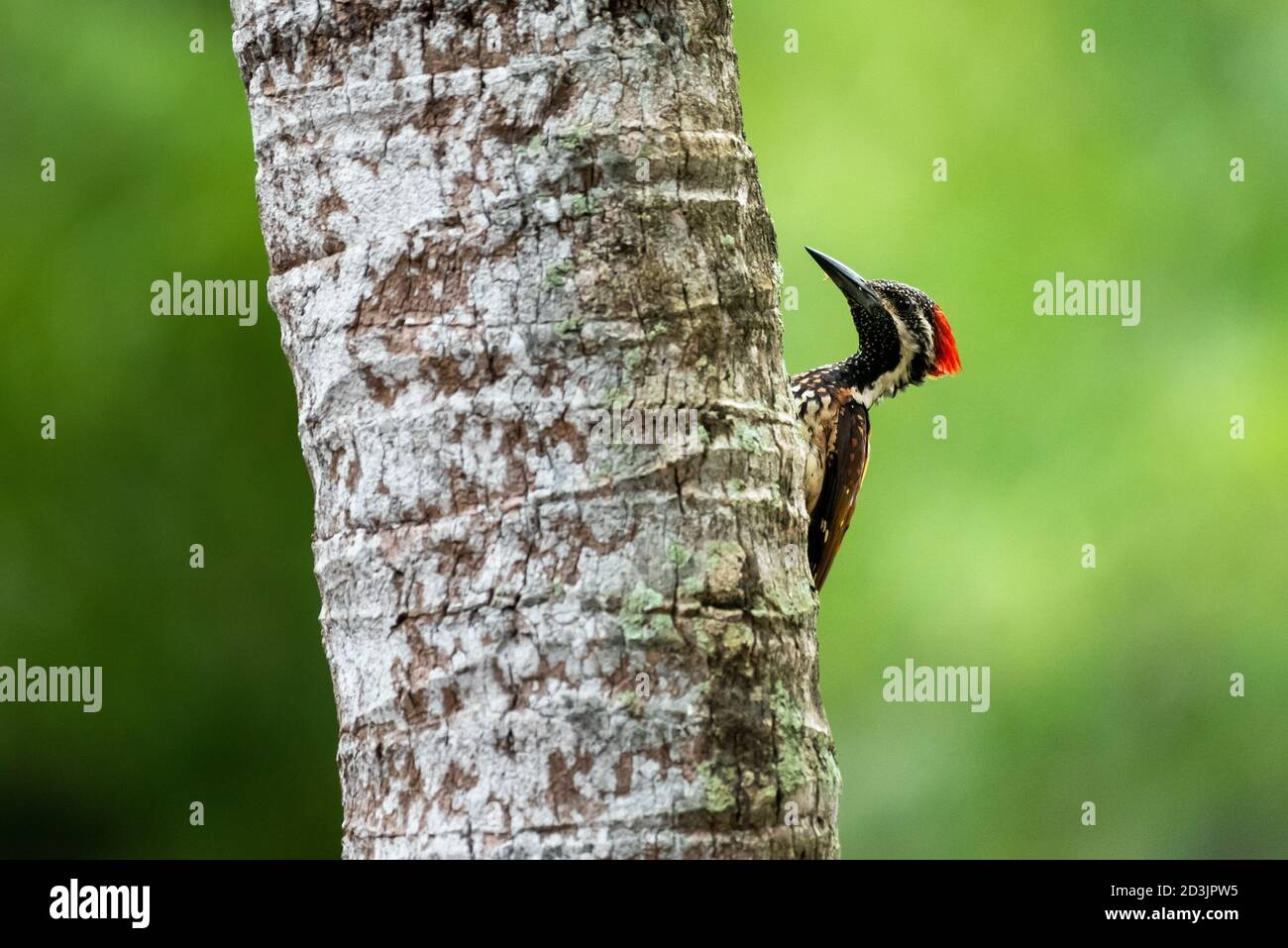 Schwarz Rumpelte Flameback Stockfoto