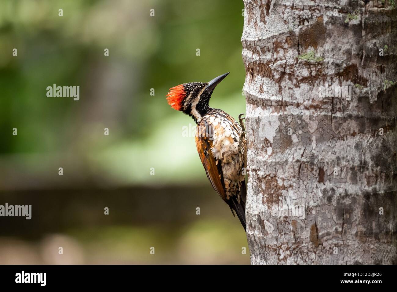 Schwarz Rumpelte Flameback Stockfoto