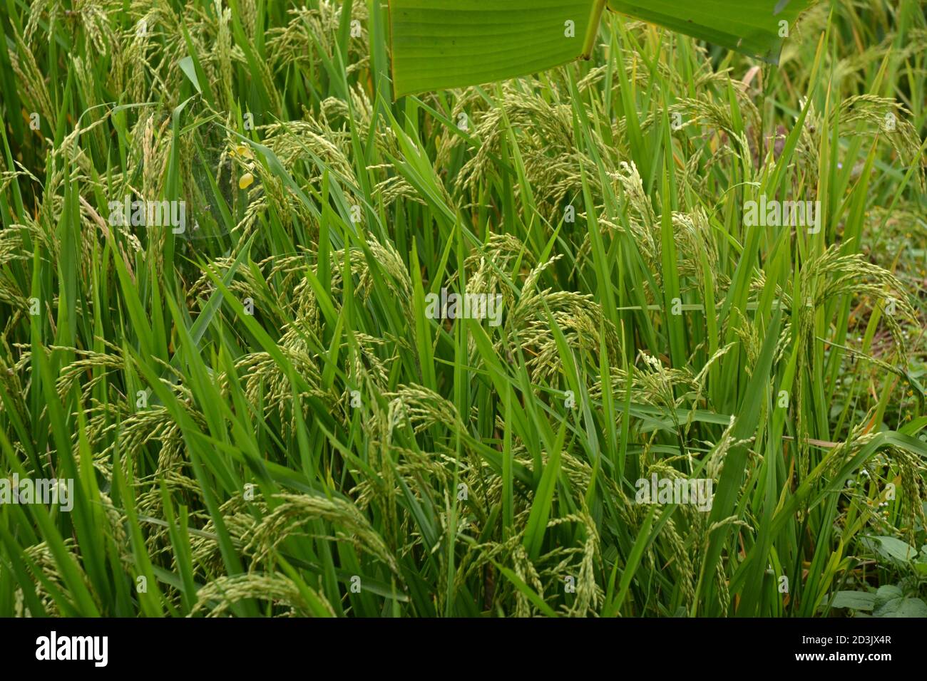 Grüne und gelbe Reisfelder mit Reisfeldern in der Nähe der Ernte in den Außenbezirken von Kathmandu Valley, Nepal. Stockfoto
