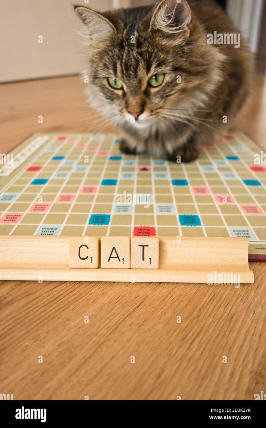 Hauskatze, die ein Scrabble-Brett mit dem Wort betrachtet KATZE geschrieben Stockfoto