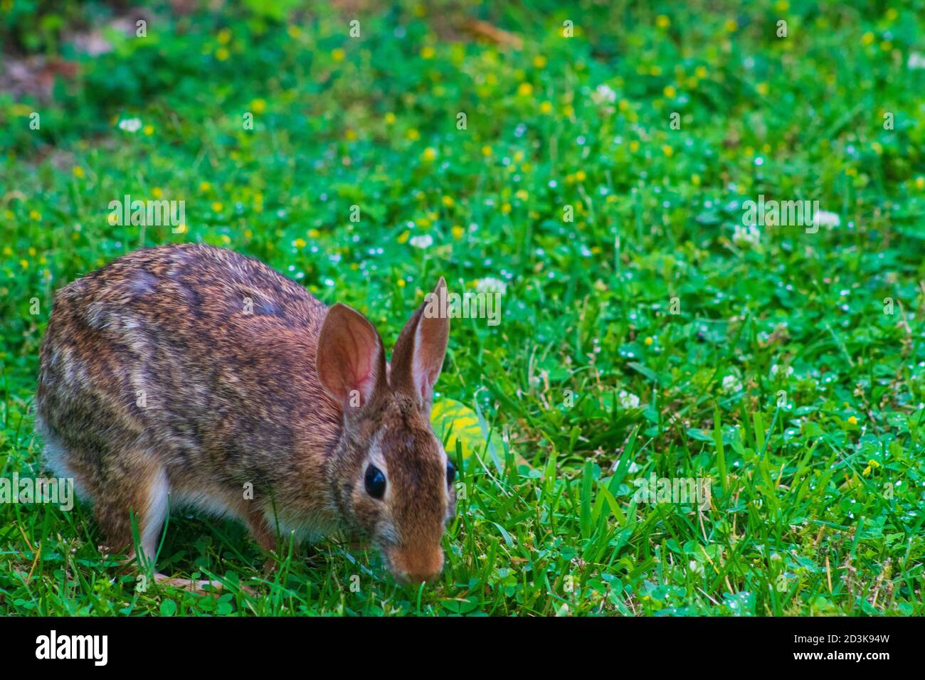 Eastern cottontail Hase Nahrungssuche zwischen üppigem Gras und wilden Blumen. Stockfoto
