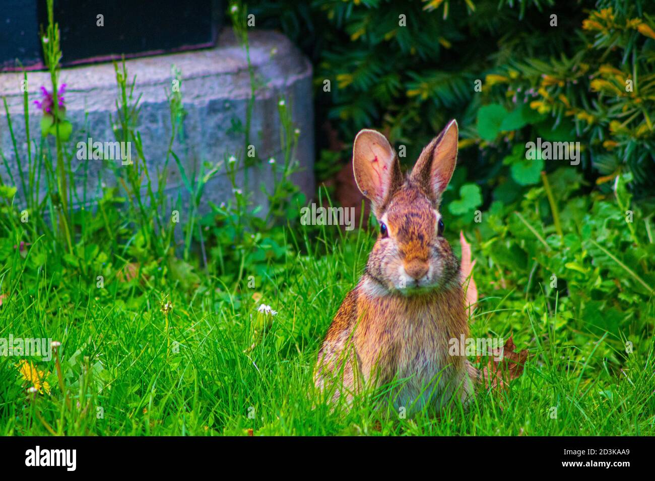 Eastern cottontail sitzt und sieht so aus, als ob es für das Bild posierte. Stockfoto