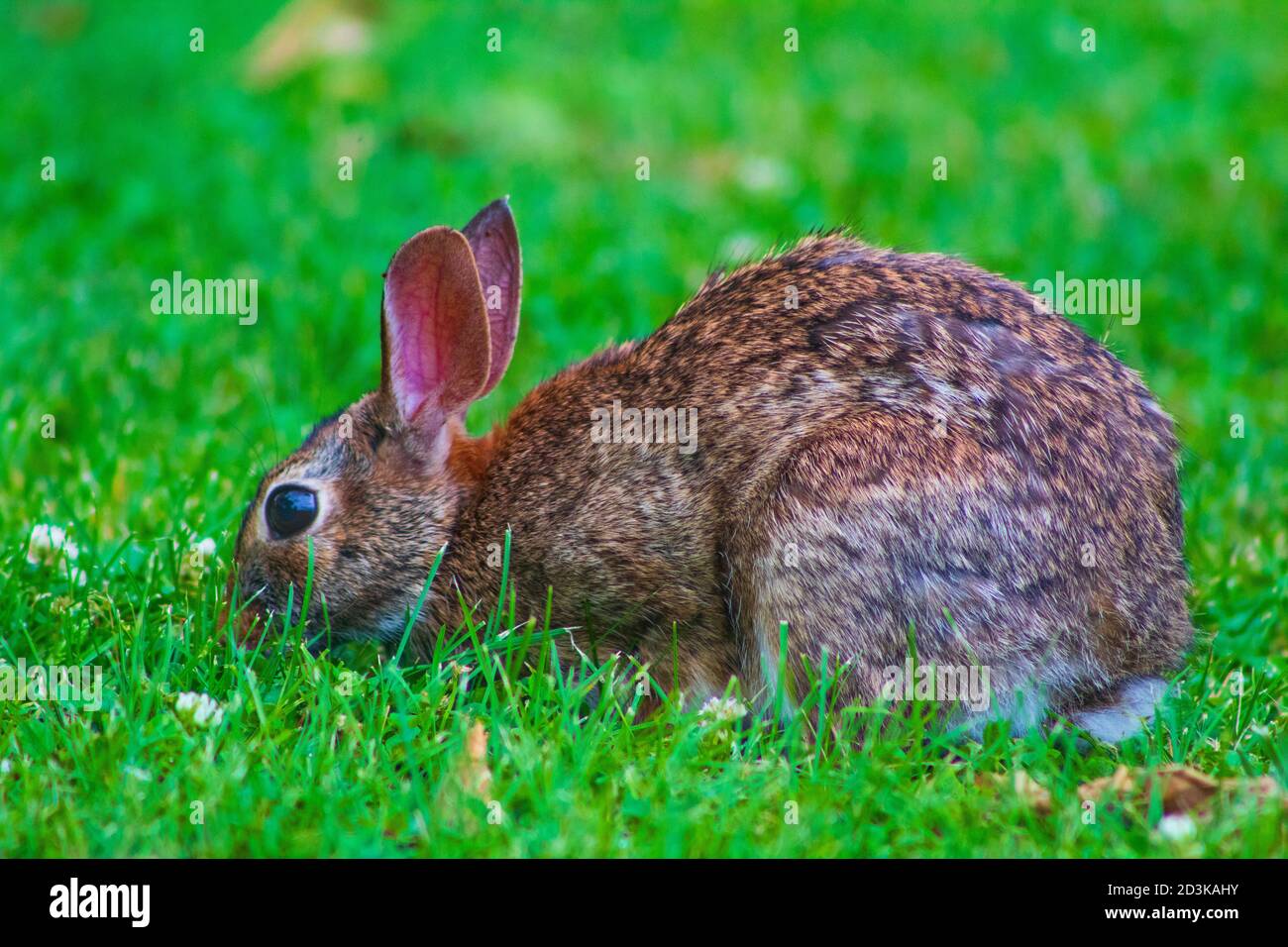 Östliche Baumwollschwanz schnüffelt den Boden in der Hoffnung, Nahrung zu finden. Stockfoto