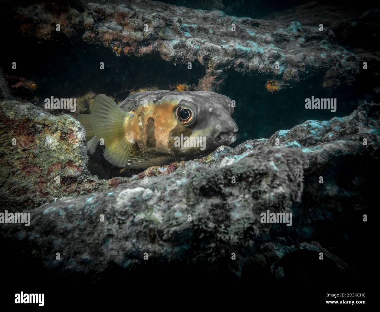 Neugierig Gefleckter Burrfish am Boden des Indischen Ozeans Stockfoto