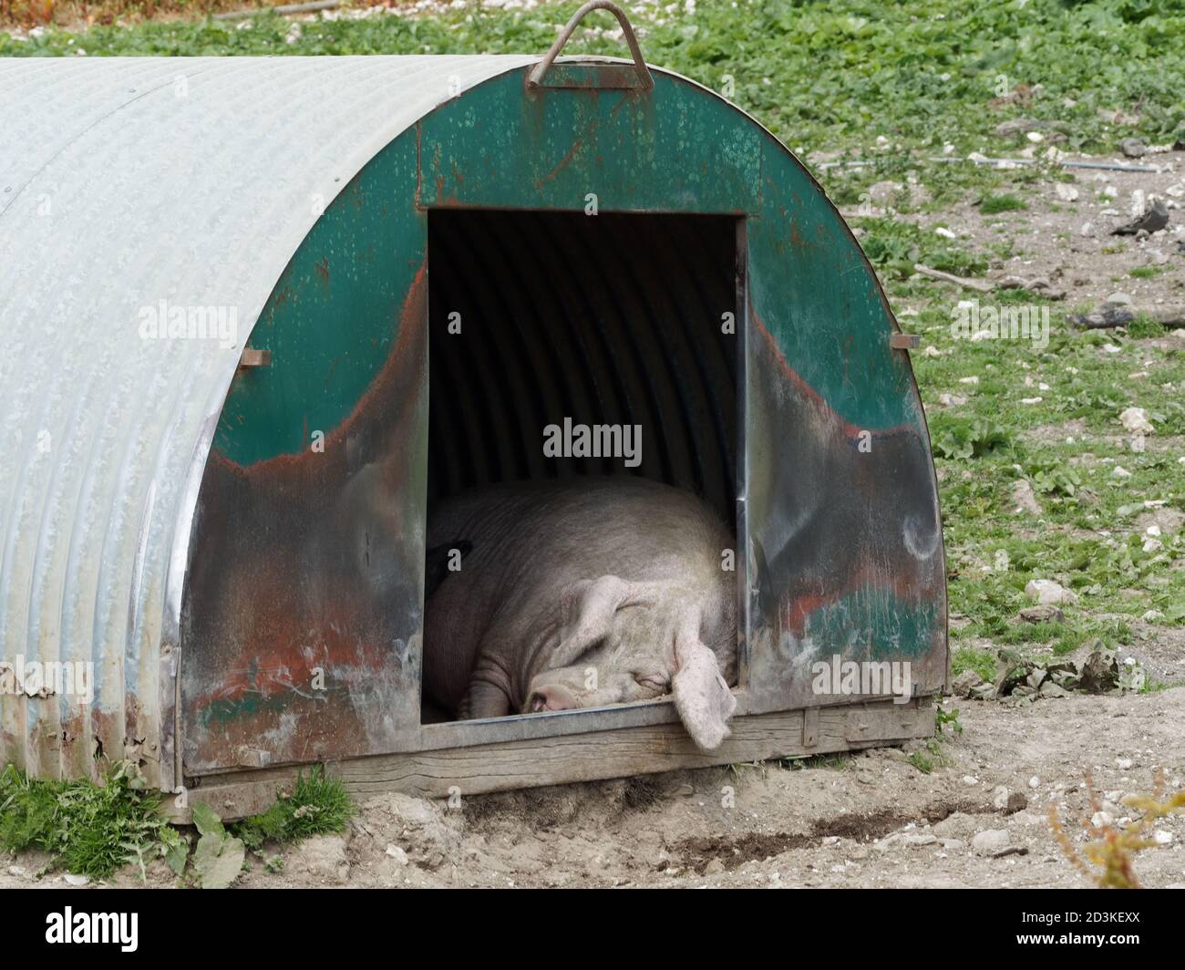 Einsames Schwein, Sau, schlafen in einem Tierheim vor der Nachmittagssommersonne, auf einer Freilandfarm. Stockfoto