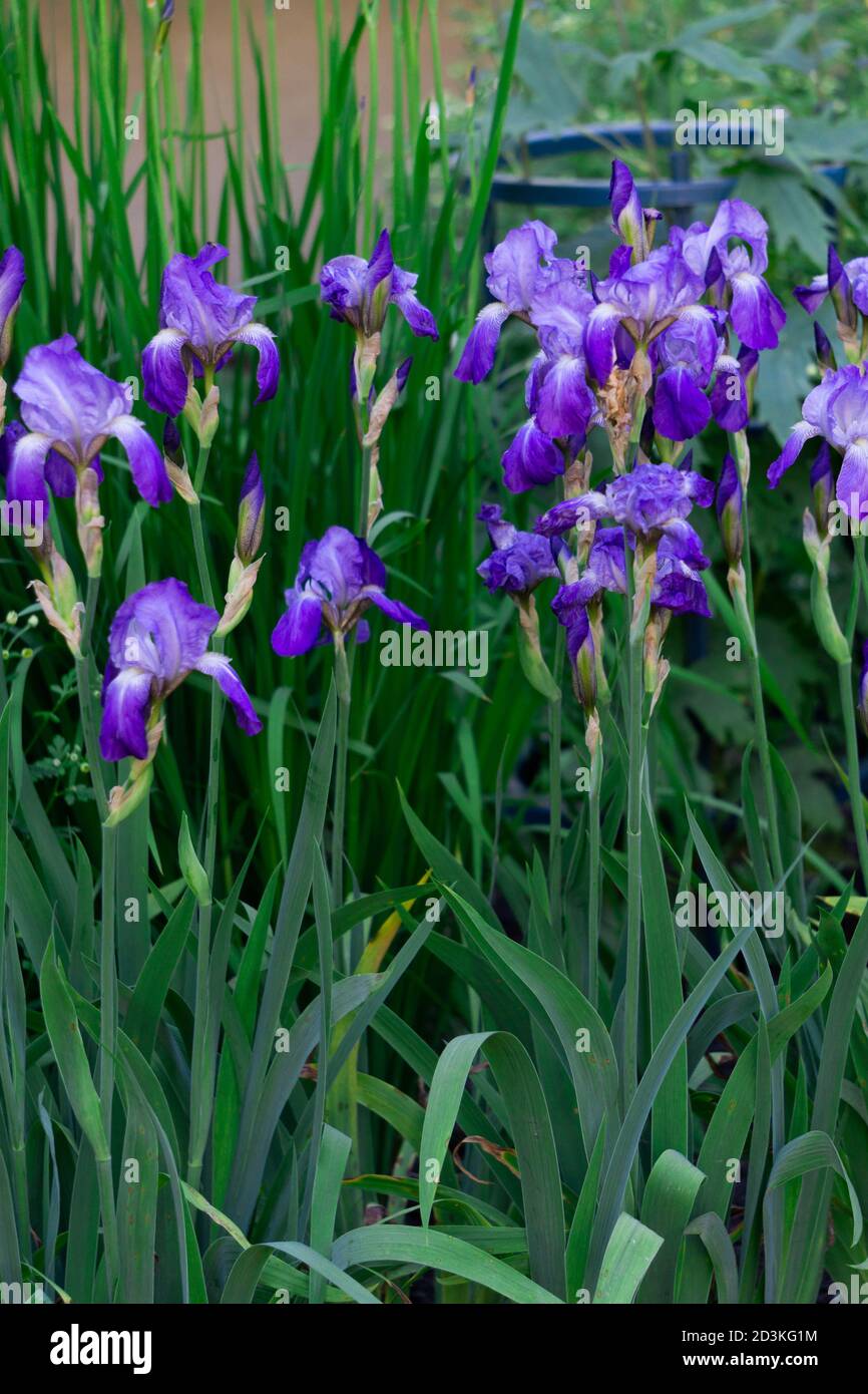 Zarte blaue Iris auf einem Blumenbeet in einem Park im Frühsommer. Stockfoto