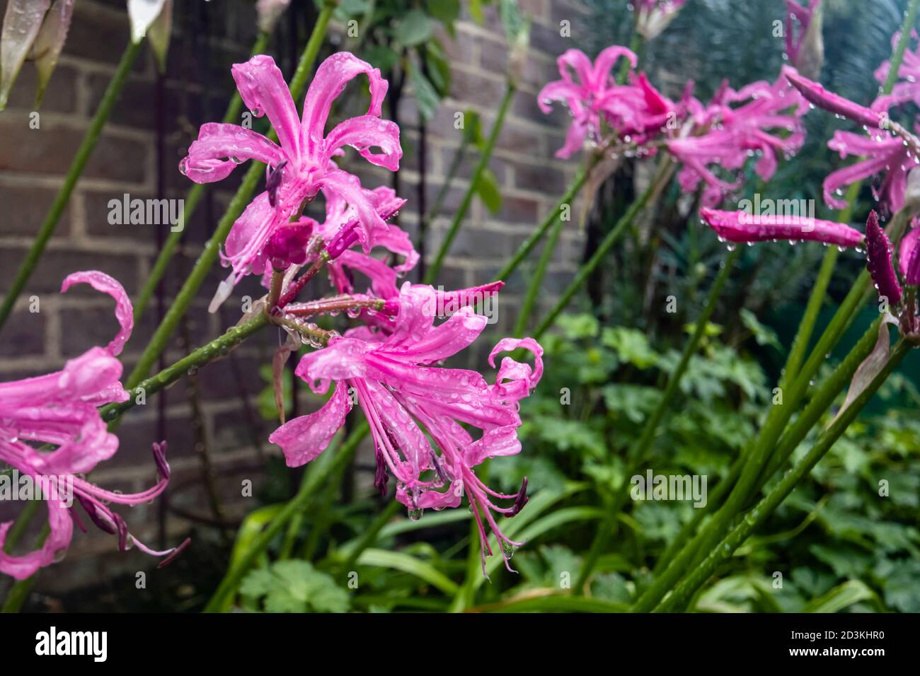Nerines, Nerine bowdenii, wächst an einer Wand in einer Grenze blüht in einem Garten im Südosten Englands mit Regentropfen nach Regen im Frühherbst Stockfoto