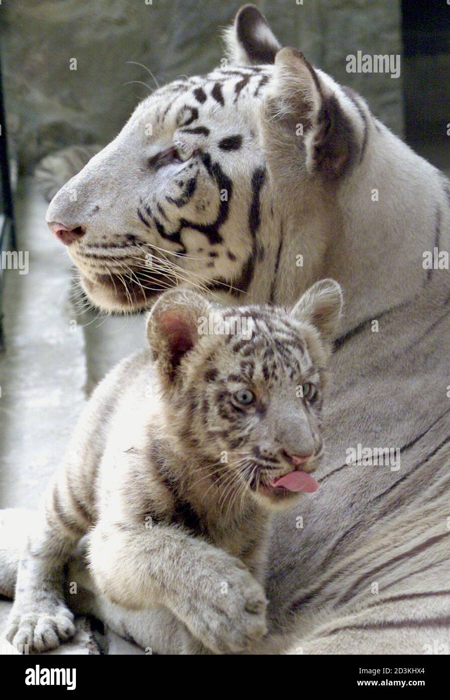 Tiger Cub Camouflage Stockfotos Und Bilder Kaufen Alamy