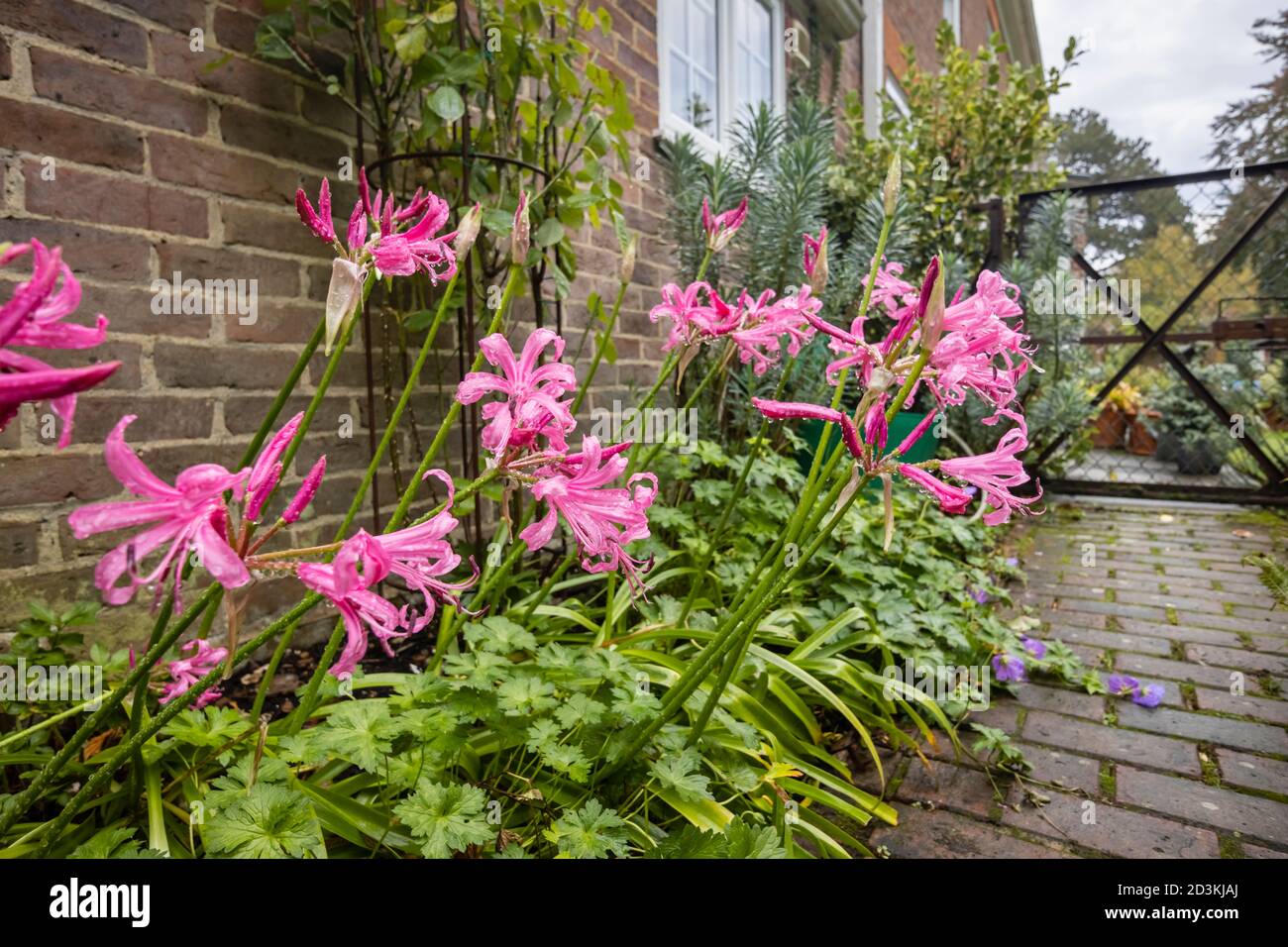 Nerines, Nerine bowdenii, wächst an einer Wand in einer Grenze blüht in einem Garten im Südosten Englands mit Regentropfen nach Regen im Frühherbst Stockfoto