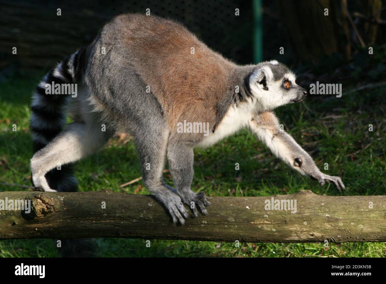 Lemur (Maki catta) In einem Zoo in les Sables d'olonnes (frankreich) Stockfoto