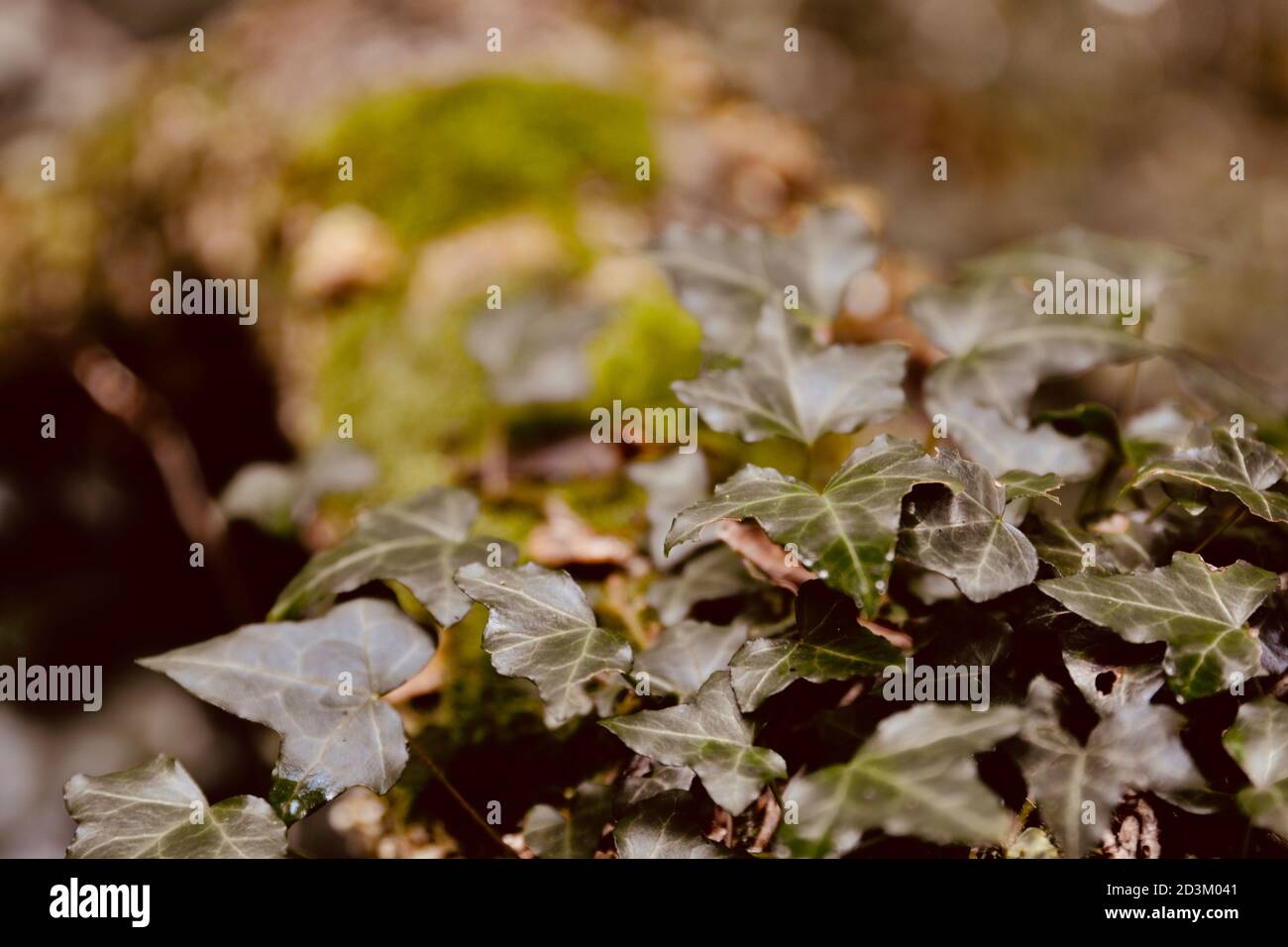 Natur Hintergrund. Flora und Fauna auf den Waldböden des Vereinigten Königreichs. Die dunklen, feuchten Bedingungen erfordern winterharte Pflanzen, die überleben und gedeihen können Stockfoto