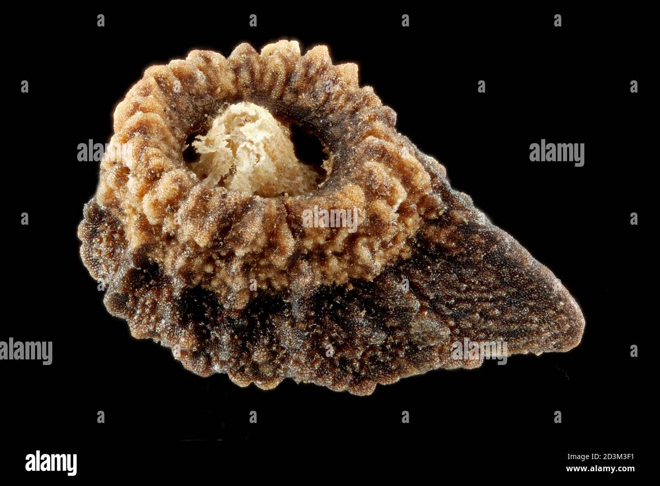 Anchusa officinalis, Gemeine bugloss, echte Ochsensunge, Nahaufnahme, Samen, 2-3 mm lang Stockfoto