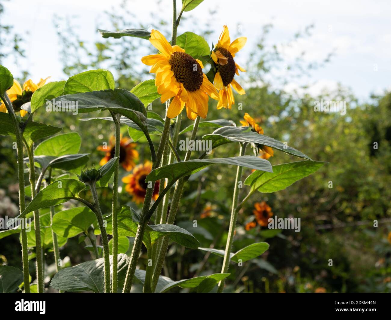 Sonnenblumen in einem englischen Garten Stockfoto