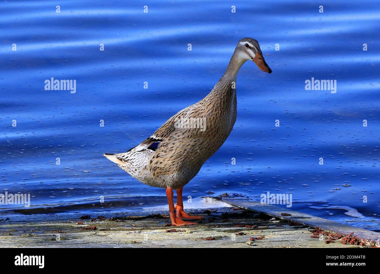 Die Laufente sieht durch ihre Größe beeindruckend aus und zieht sofort Aufmerksamkeit auf sich. Stockfoto