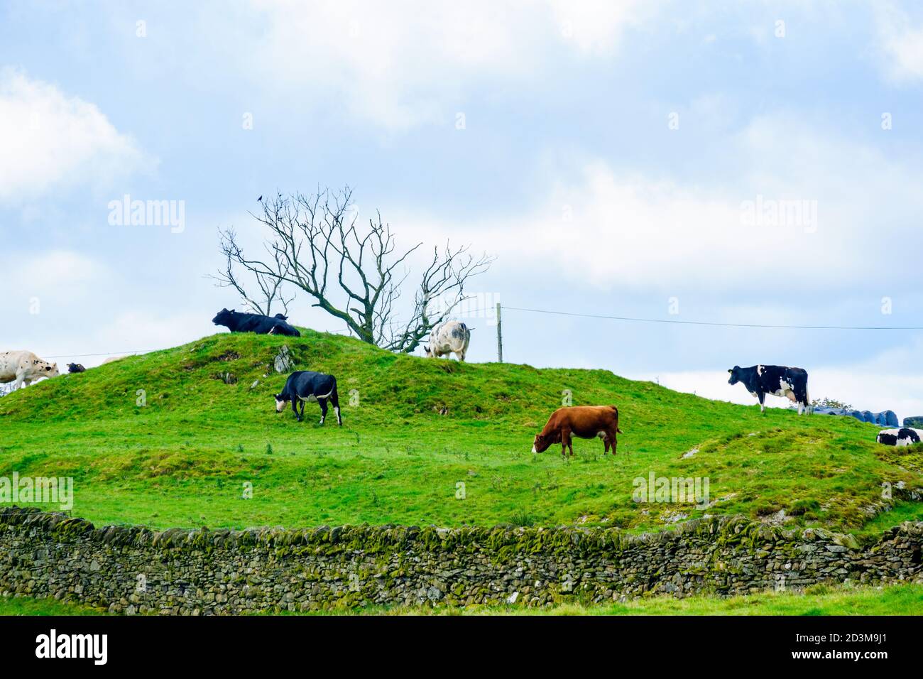 Blick über offene Ackerland mit Rindern in der Nähe von ings in der See Distict Stockfoto