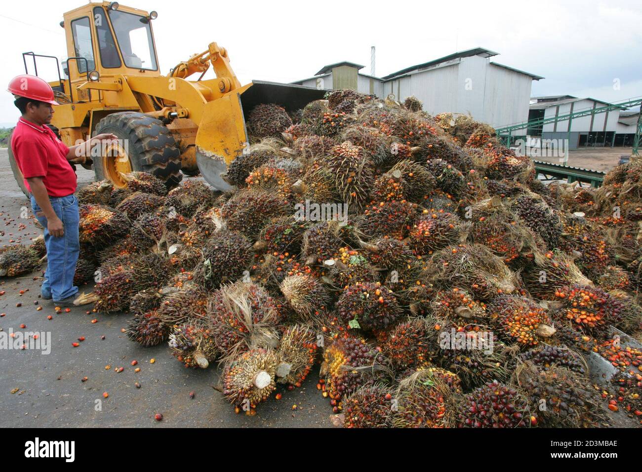 Ein Traktor türmt sich ein Haufen Palmenfrucht in einer Palmöl-Raffinerie in der östlichen Provinz Chonburi, 110 Meilen (69) von Bangkok, in diesem Bild 3. September 2004. NET-Öl Importeur Thailand will seine Palm-Produktion durch das Sechsfache erhöhen bis 2008 sein Öl verwenden, mischen mit Diesel, seine Rechnungen Import fossiler Brennstoffe zu reduzieren und die Einkommen der Landwirte zu steigern, sagte der Energieminister am Mittwoch, 17. November 2004. Bild 3. September 2004. REUTERS/Sukree Sukplang SS/CN Stockfoto
