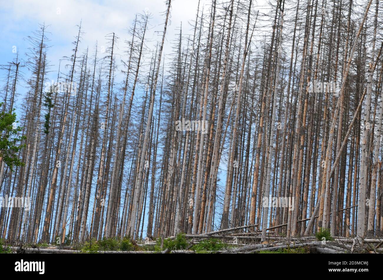 Ökologische Zerstörung im Harz Stockfoto