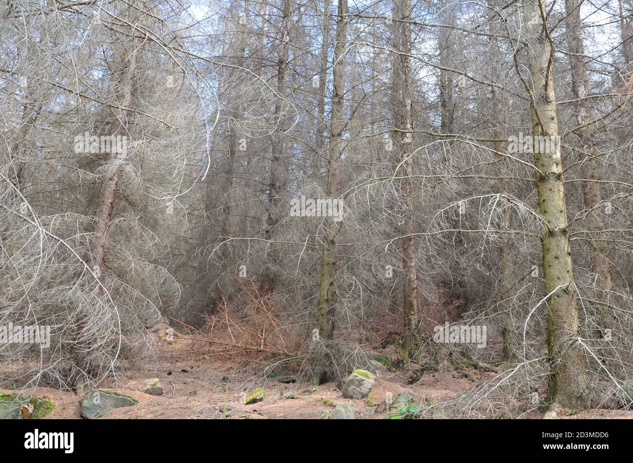 Ökologische Zerstörung im Harz Stockfoto
