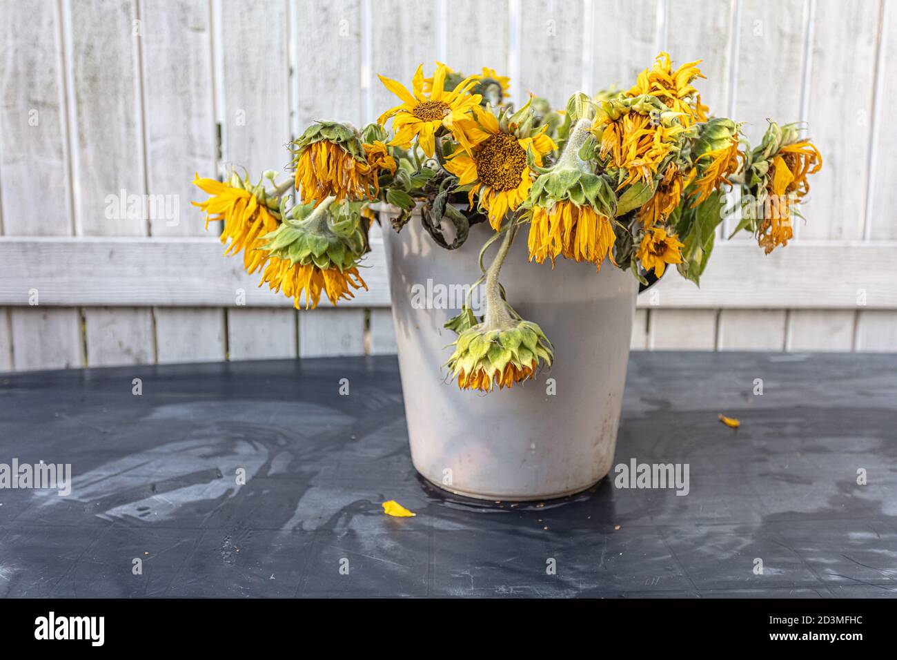 Ein Bündel alter Sonnenblumen in einem weißen Plastikeimer. Hochwertige Fotos Stockfoto