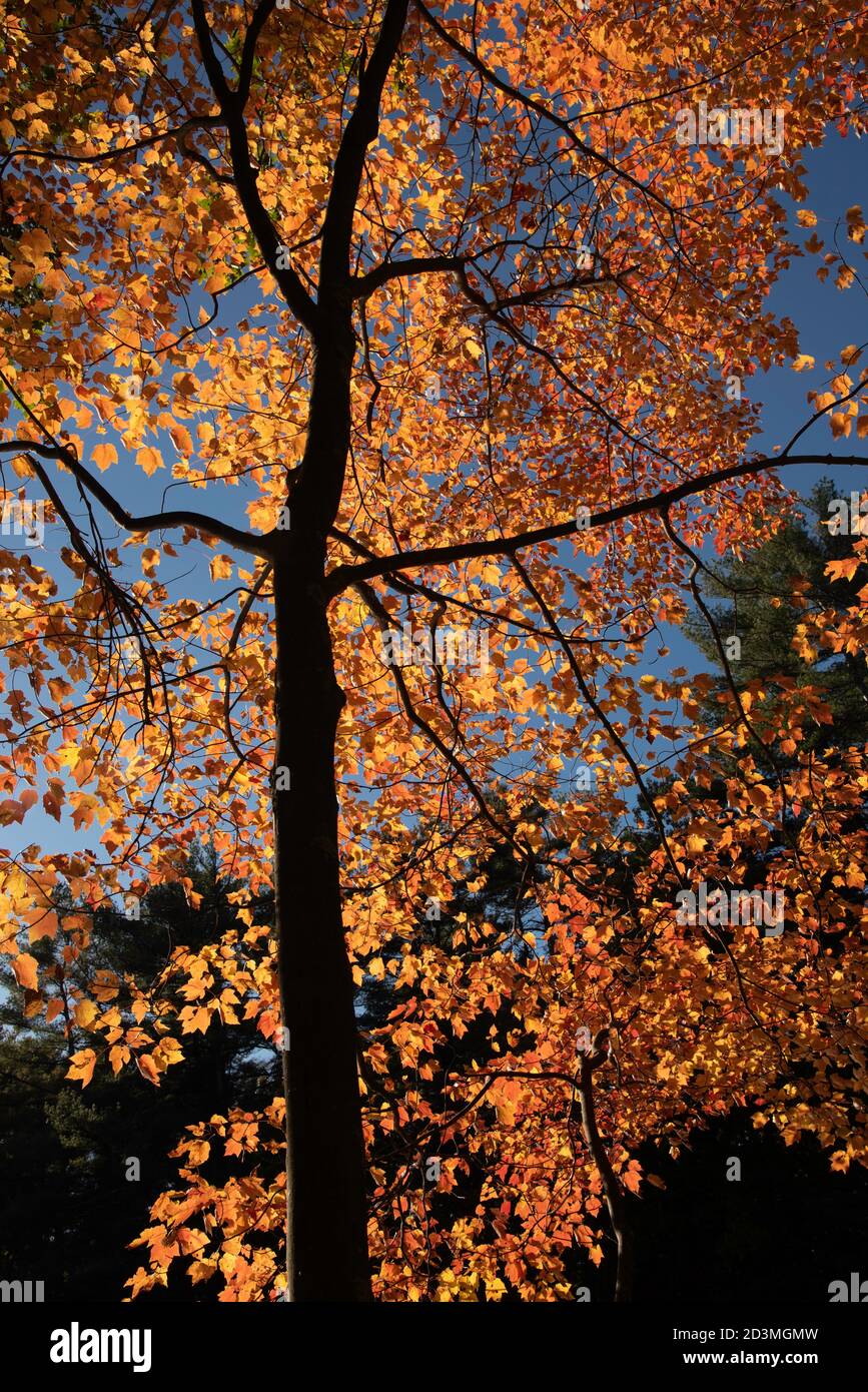 Roter Ahornbaum in Harold Parker State Forest, Andover, MA Stockfoto