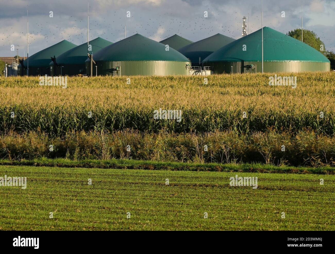 DEUTSCHLAND, Sagard, Landwirtschaftsbetrieb mit Maisfeld und Biogasanlage / DEUTSCHLAND , Sagard, Maisfeld und Biogasanlage zur Strom- und Wasseraufbereitung Stockfoto
