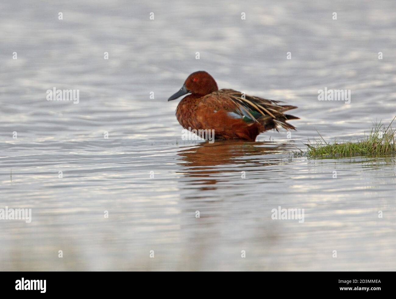 Zimt Teal (Anas cyanoptera) erwachsenes Männchen, das im seichten Wasser Jujuy, Argentinien, steht Januar Stockfoto