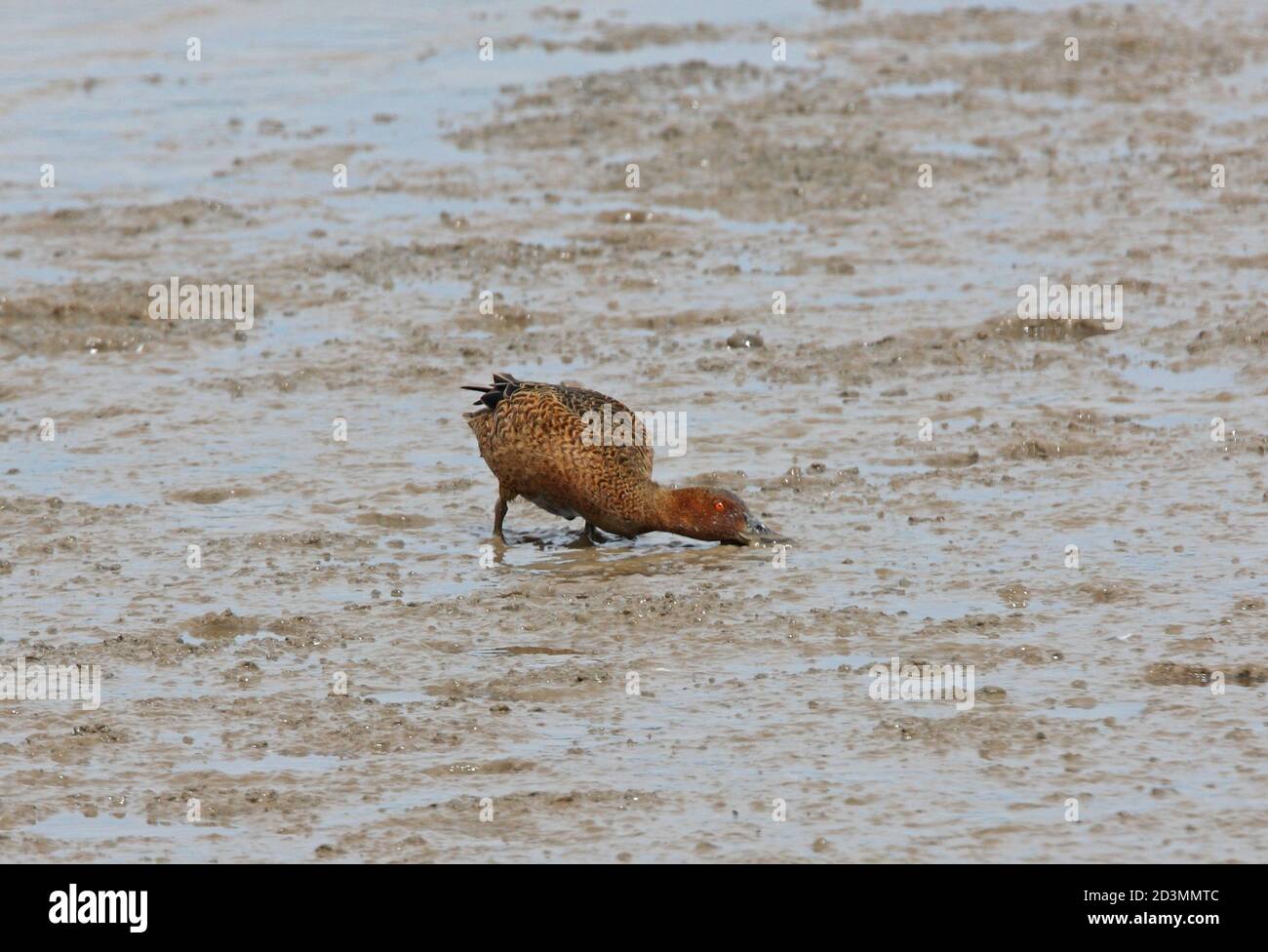 Cinnamon Teal (Anas cyanoptera) erstes Wintermännchen, das sich auf dem Gezeitenschlamm am Fluss Buenos Aires, Argentinien, ernährt Januar Stockfoto