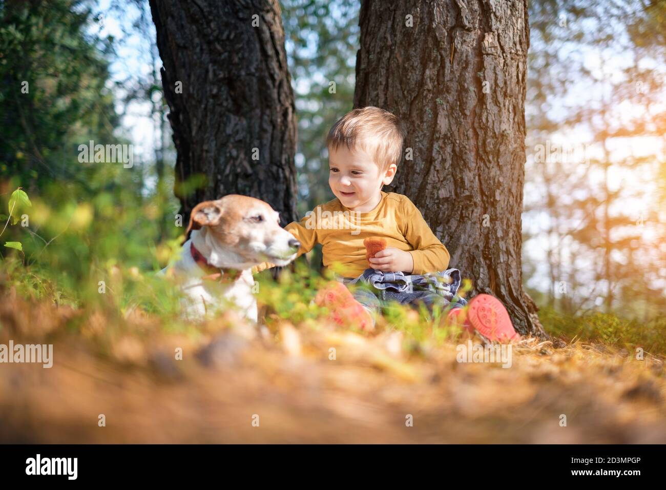 Kleines Kind in gelben Pullover mit weißen Hund Welpen Rasse Jack russel Terrier im Herbst Wald. Kindheit mit Haustieren Konzept Stockfoto