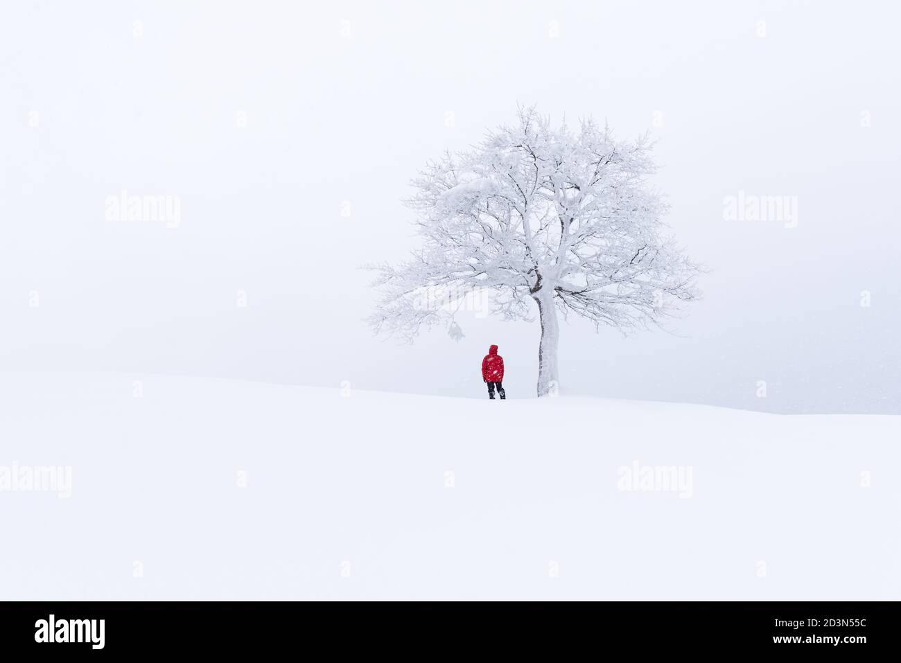 Fantastische Landschaft mit einem einsamen verschneiten Baum im Winter. Minimalistischer Szene in trüben und nebligen Wetter Stockfoto