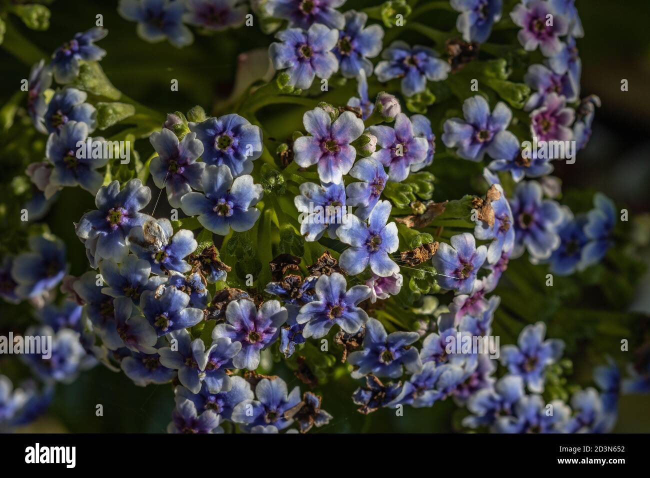 Chatham Island Forget-Me-Not Stockfoto