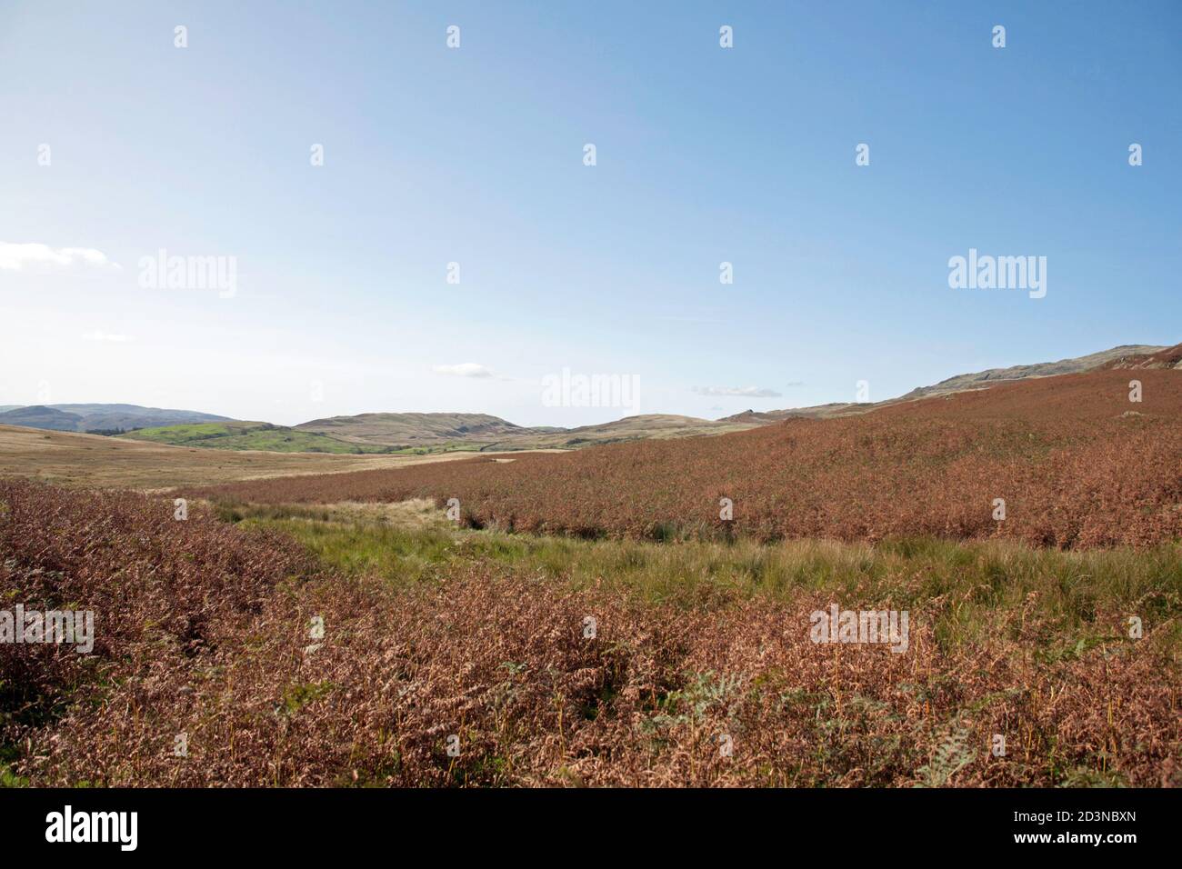 Blick über Bracken bedecktes Moor und Torfmoor Torver High Coniston Lake District National Park Cumbria England Stockfoto