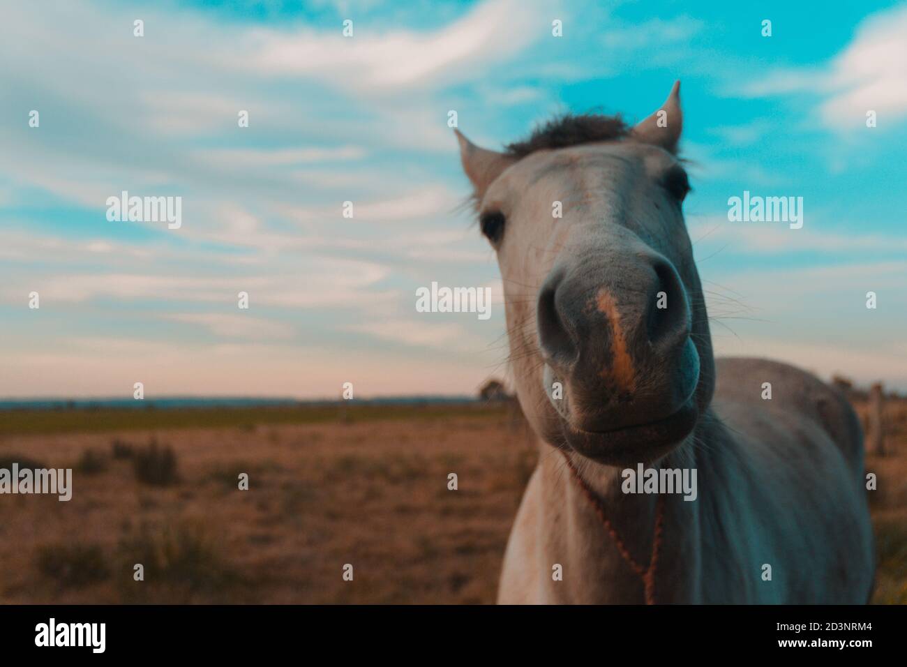 Weißes Pferd auf dem Land Stockfoto