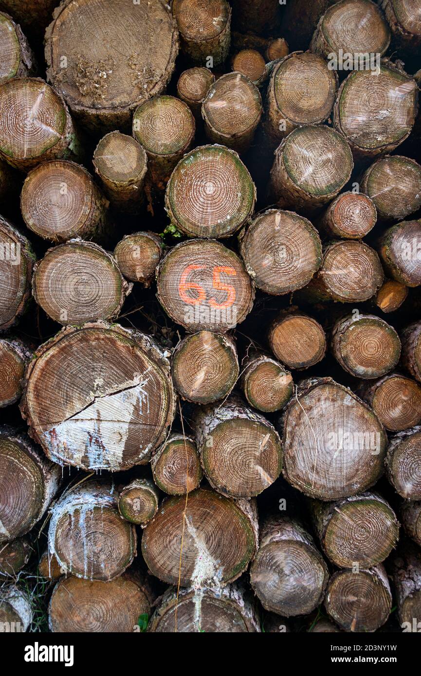 Nahaufnahme eines Pfahls von geschnittenen Baumstämmen in einem Wald. Stockfoto