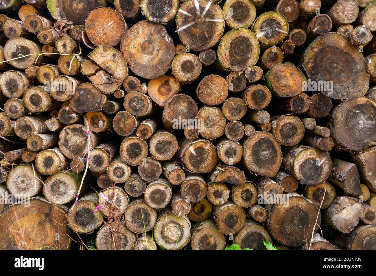 Nahaufnahme eines Pfahls von geschnittenen Baumstämmen in einem Wald. Stockfoto