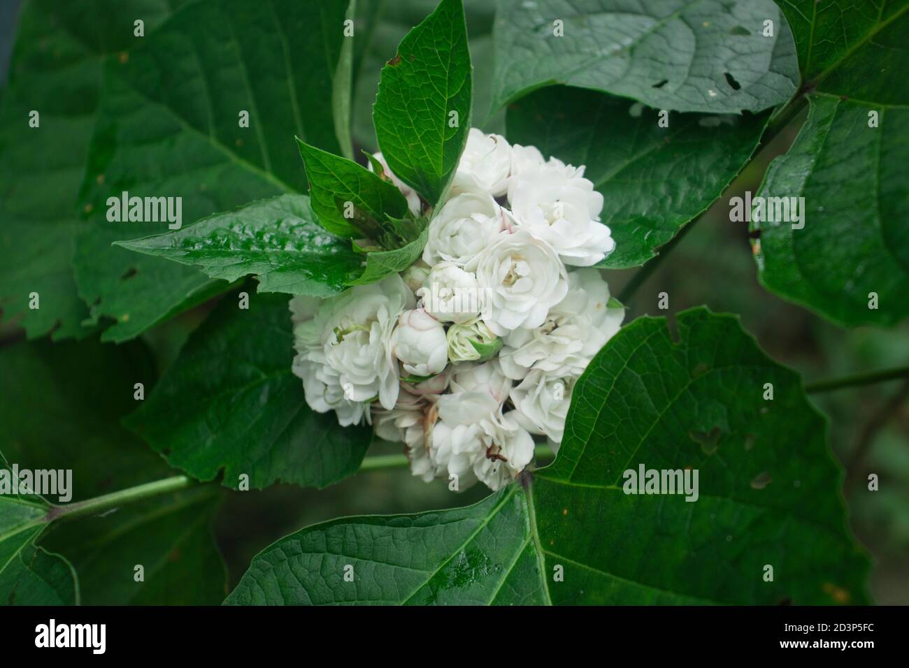 Hajari beli weiße Blume oder Clerodendrum chinense oder chinesischen Ruhm Laub Stockfoto