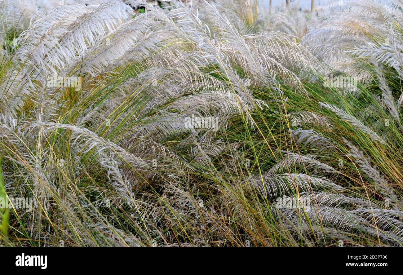 Eine schöne natürliche Landschaft mit Katzenblume mit grünem Hintergrund, Kash Blume. Stockfoto