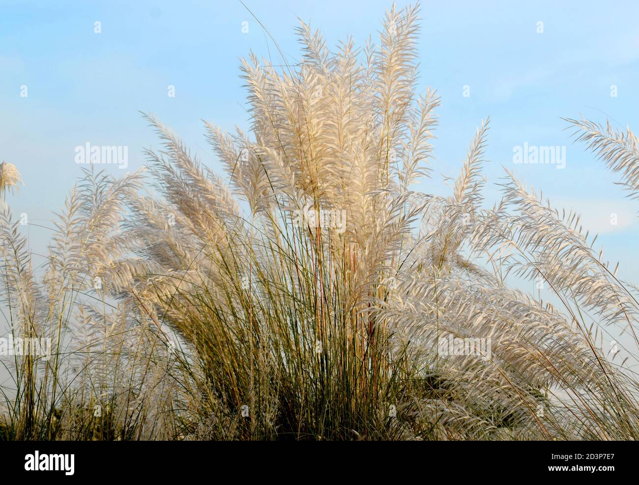 Eine schöne natürliche Landschaft mit Katzenblume mit grünem Hintergrund, Kash Blume. Stockfoto