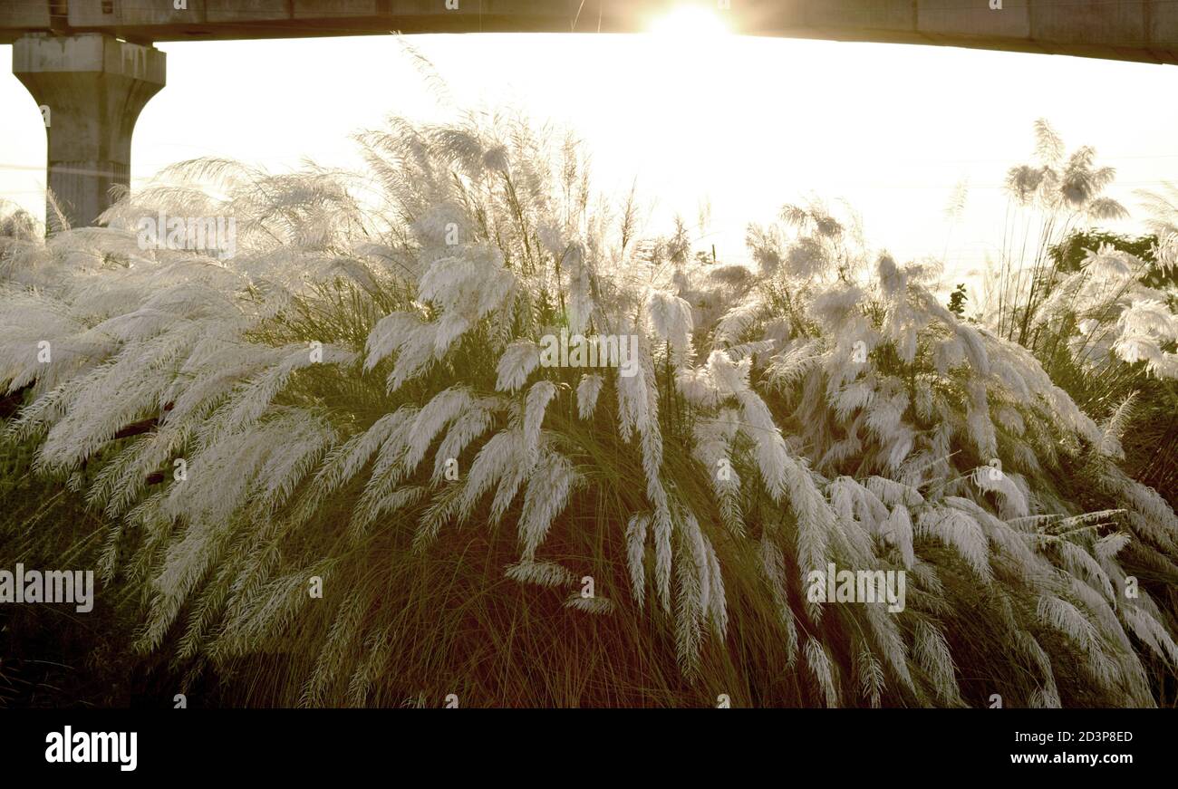 Eine schöne natürliche Landschaft mit Katzenblume mit Sonne Hintergrund, Kash Blume. Stockfoto