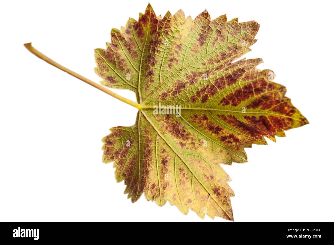 Herbsttraubenblatt, Innenseite, gelb, grün und orange Farben. Isolation auf weißem Hintergrund Stockfoto