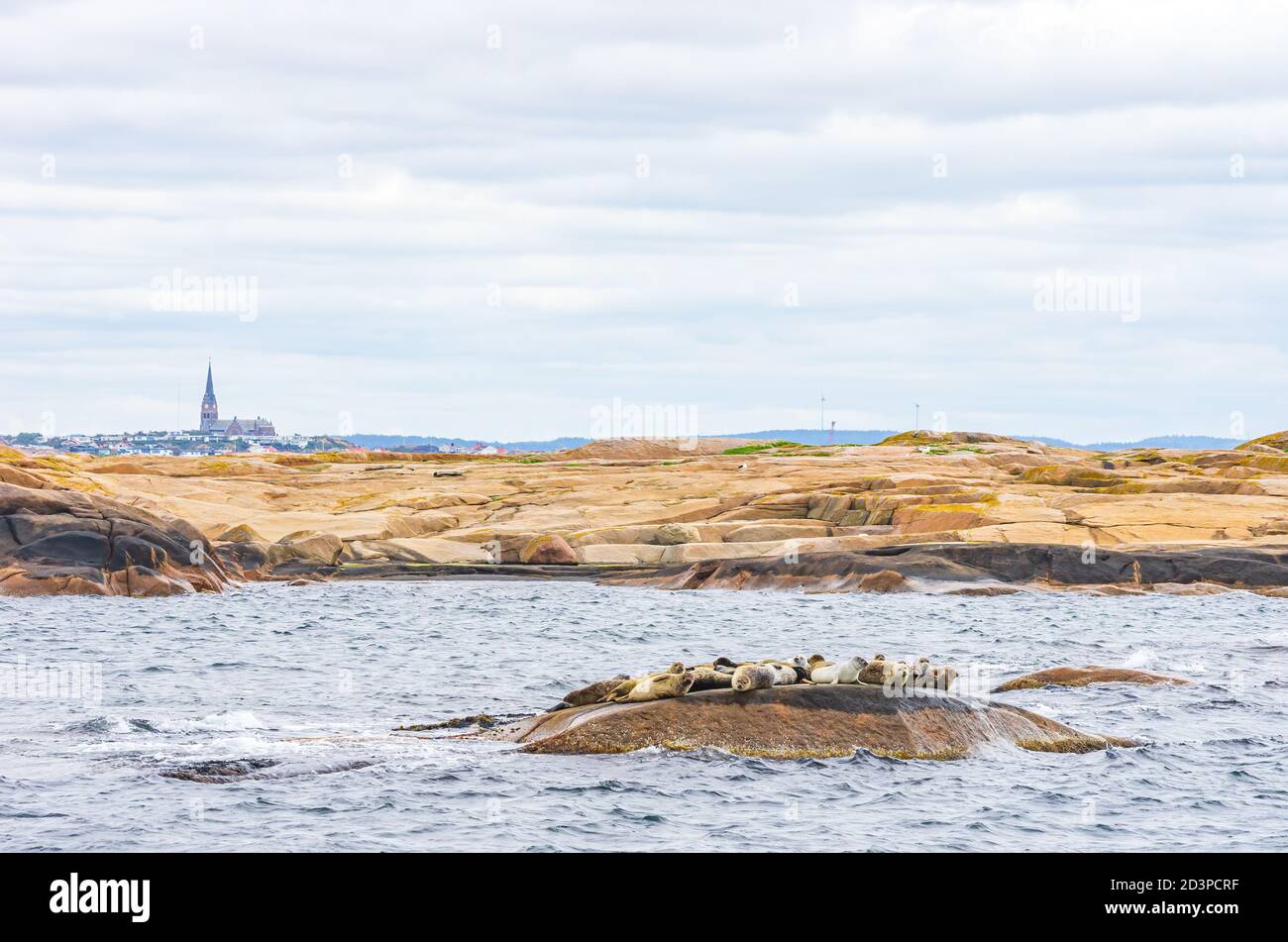 Robbenkolonie auf einer felsigen Insel im Archipel vor Lysekil, Bohuslan, Vastra Gotaland County, Schweden. Stockfoto