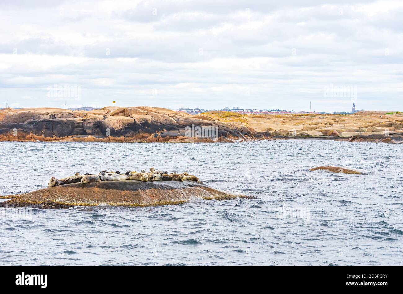 Robbenkolonie auf einer felsigen Insel im Archipel vor Lysekil, Bohuslan, Vastra Gotaland County, Schweden. Stockfoto