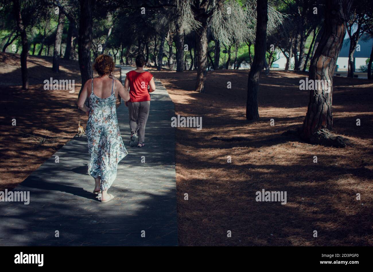 Zwei Frauen, die mit ihren Hunden auf einem Holzweg in einem Pinienwald in Rota, Cadiz, Spanien, wandern. Stockfoto