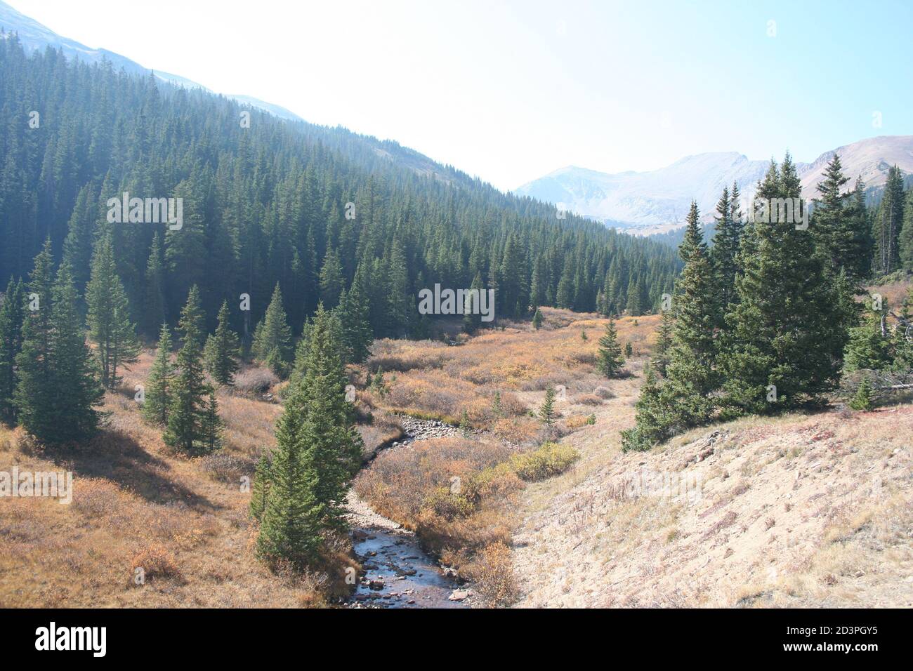 Herman Gulch, CO, umgeben von wildem Rauch über dem herbstlichen Gras und Bäumen. Aspen Bäume verwandeln Gold unter Kiefern, die durch Käfer-Befall beschädigt wurden. Stockfoto