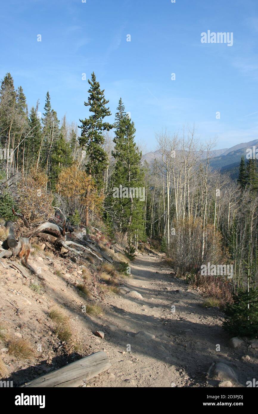 Herman Gulch, CO, gefüllt mit Herbstgras und Bäumen. Aspen Bäume verwandeln Gold unter Kiefern, die durch Käfer-Befall beschädigt wurden. Stockfoto