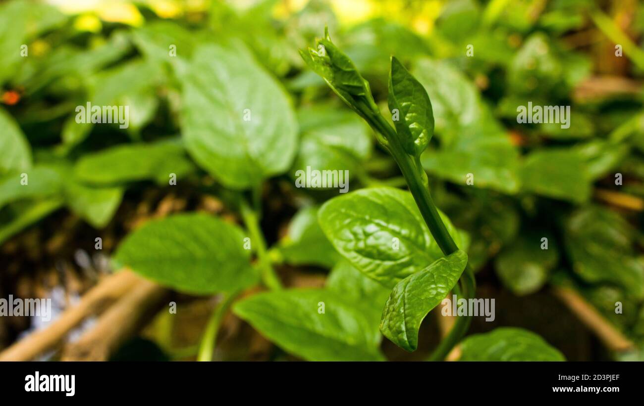 Basella alba ist eine essbare mehrjährige Rebsorte aus der Familie der Basellaceae. Es ist in tropischem Asien & Afrika, wo es weit verbreitet als Blattgemüse verwendet wird gefunden Stockfoto