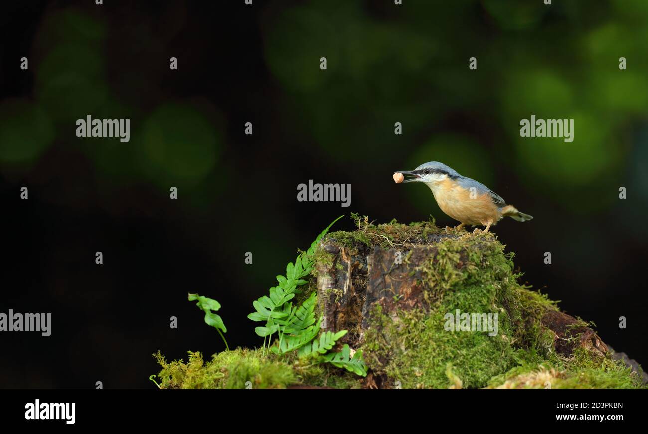 Bild eines eurasischen Nuthatch ( Sitta Europaea ) in typischen Wald Lebensraum thront während Caching Nüsse für Herbst. Stockfoto