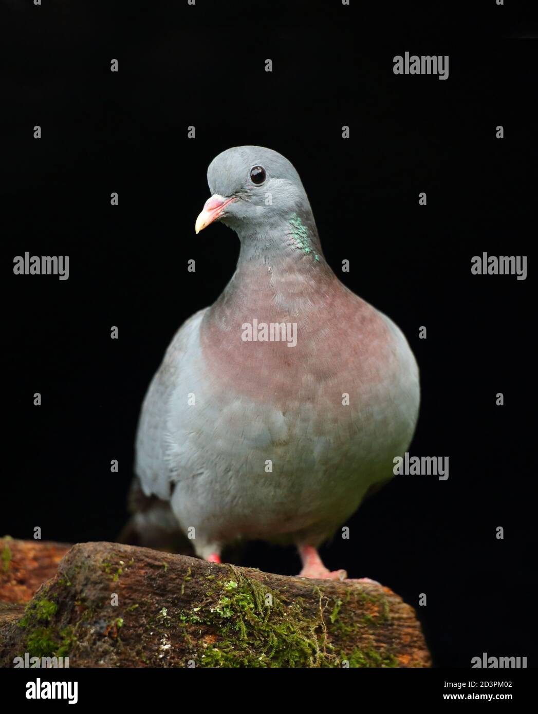 Ein Porträt einer erwachsenen Stocktaube (Columba oenas) mit unterbelichteten schwarzen Hintergrund, aufgenommen in Wales 2020. Stockfoto