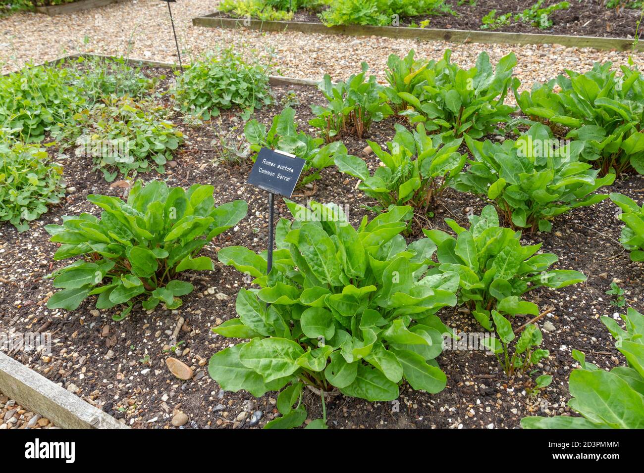 Gemeiner Sauerampfer oder GartenSauerampfer (Rumex acetosa) im Tudor-ummauerten Garten, Cressing Temple Barns, Essex, Großbritannien. Stockfoto