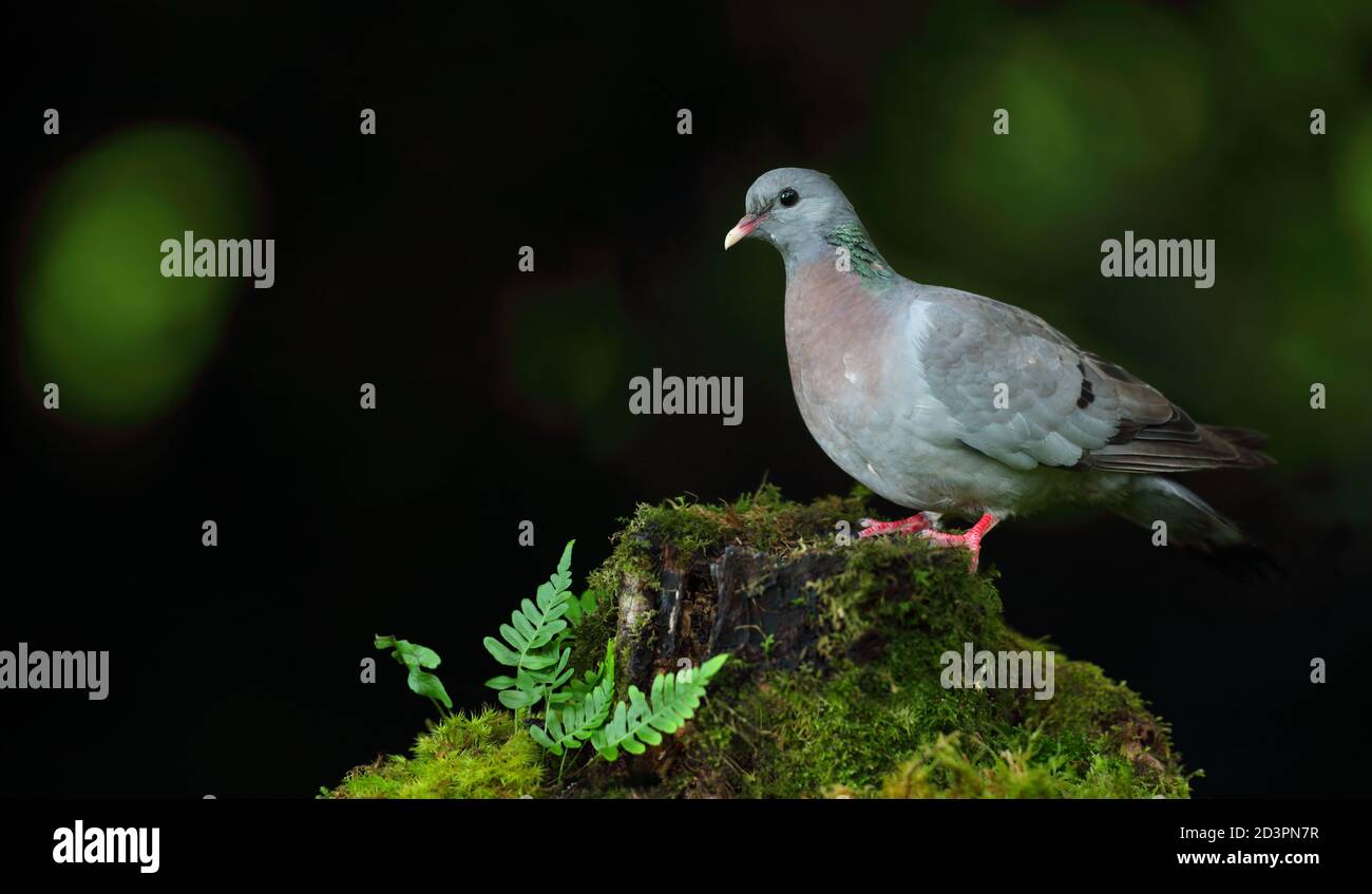 Eine Stocktaube (Columba oenas) auf einem moosigen Stumpf mit Waldfarnen, aufgenommen in Wales 2020. Stockfoto